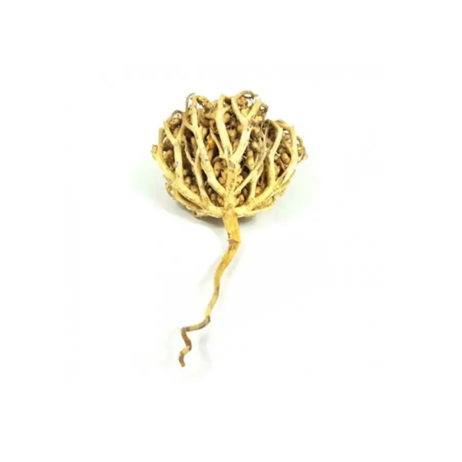 Chajarat Mariam 50 g